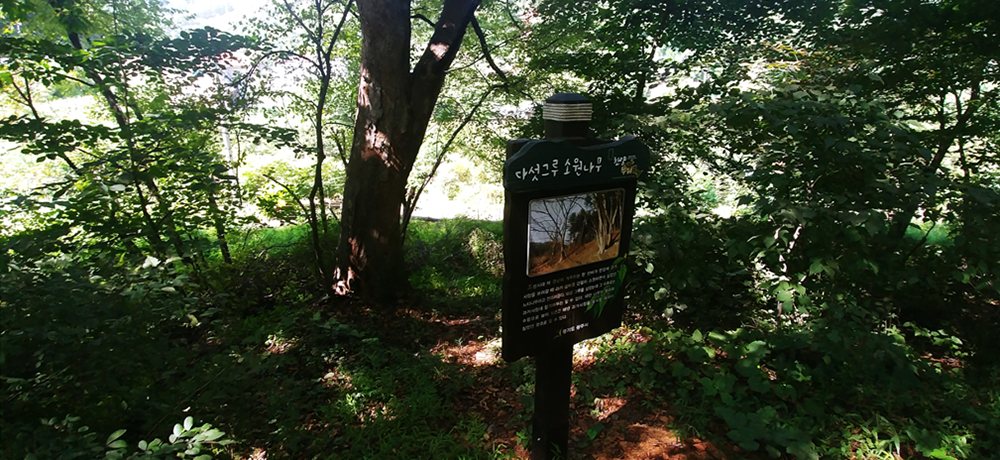 다섯그루 소원나무 사진